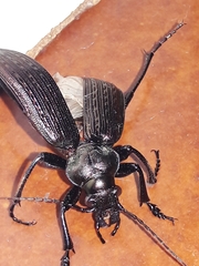 Calosoma alternans