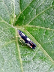Diedrocephala variegata