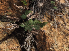 Paragymnopteris marantae