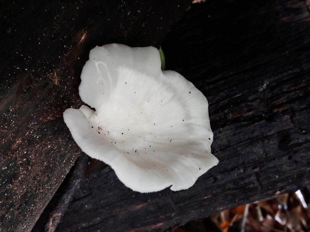 Favolus brasiliensis · November 2021 · photo: © douglas-u-oliveira (iNaturalist, cc-by)