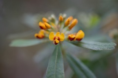 Gastrolobium bilobum