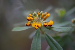 Gastrolobium bilobum