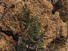 Paragymnopteris marantae