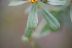 Gastrolobium bilobum