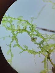 Odontoschisma fluitans