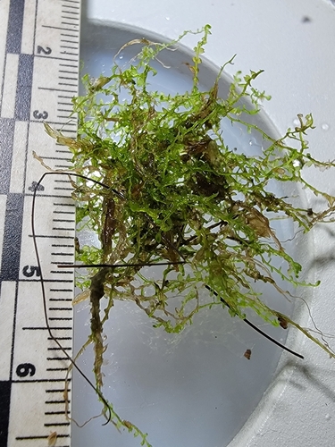 Odontoschisma fluitans