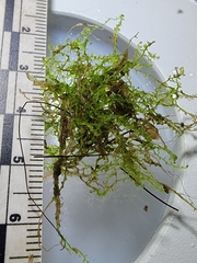 Odontoschisma fluitans