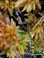 Odontoschisma fluitans