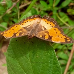 Precis octavia octavia