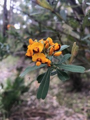 Gastrolobium bilobum