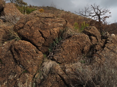 Paragymnopteris marantae