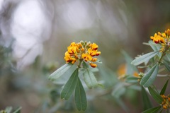 Gastrolobium bilobum