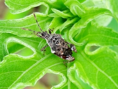 Merocoris