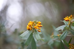 Gastrolobium bilobum