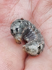 Spodoptera cosmioides