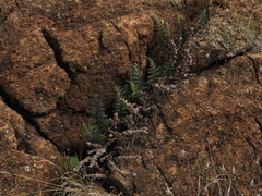 Paragymnopteris marantae