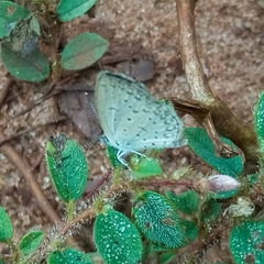 Zizeeria knysna knysna