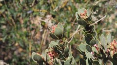 Arctostaphylos pringlei drupacea
