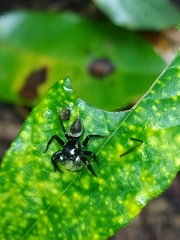 Kalcerrytus