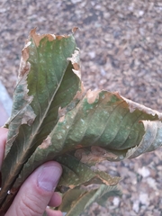 Cameraria ohridella