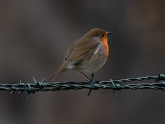 Erithacus rubecula
