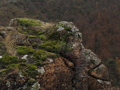 Paragymnopteris marantae