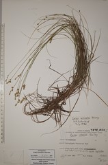 Carex echinata echinata