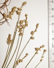 Carex echinata echinata