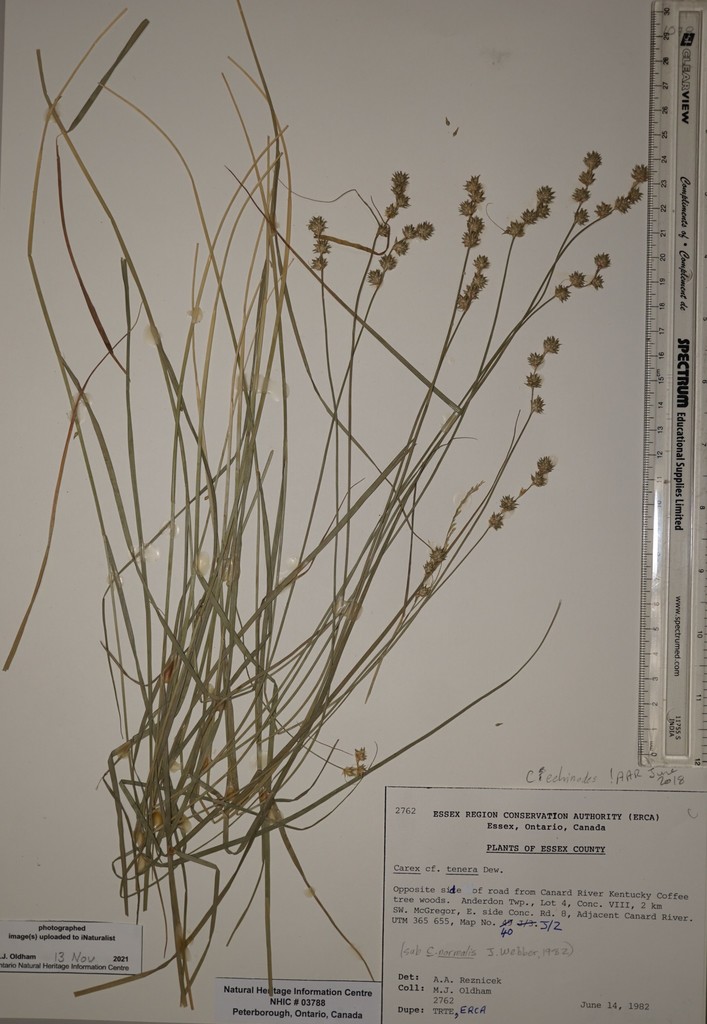 Prickly Quill Sedge