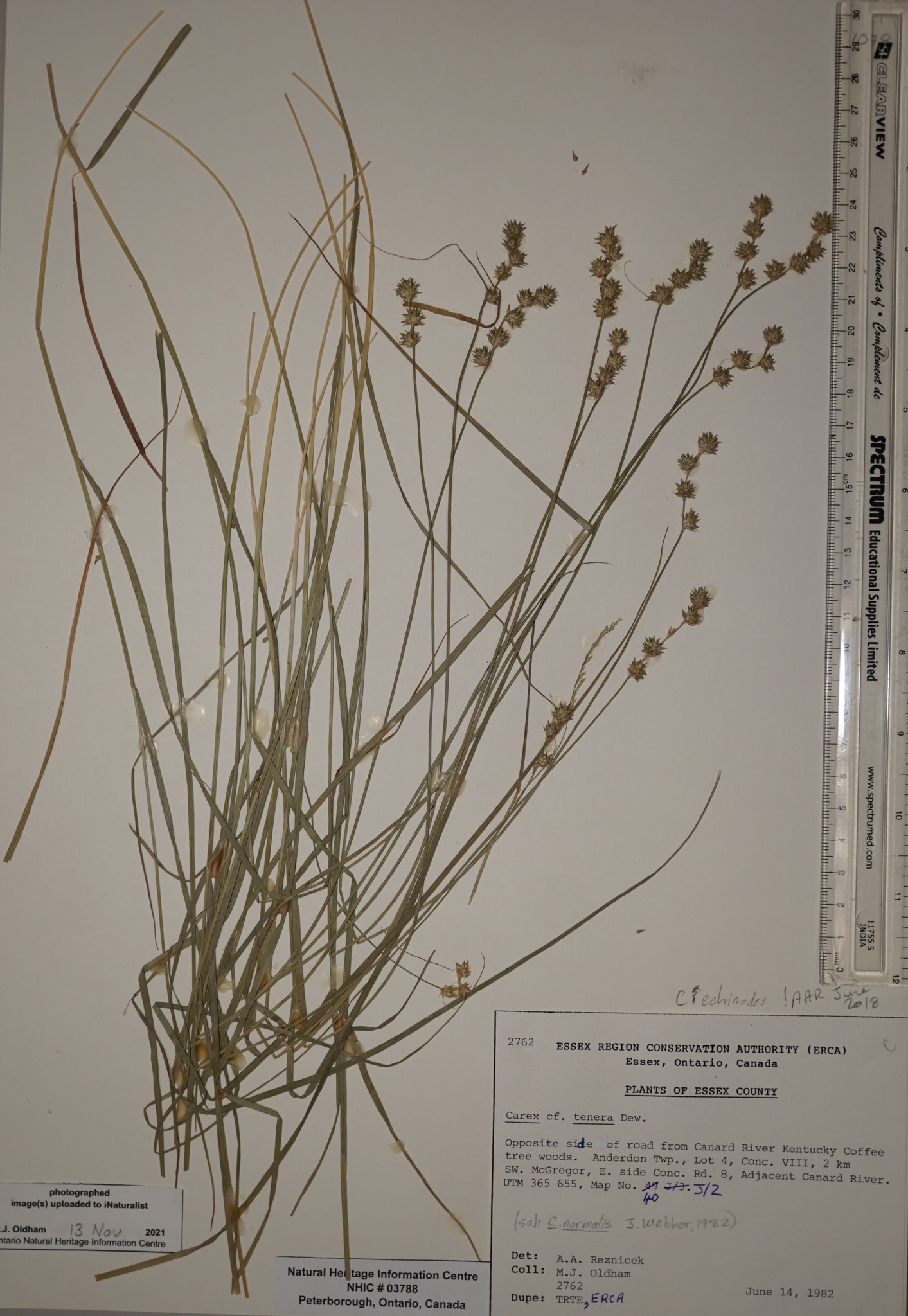 Carex tenera var. echinodes