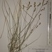 Prickly Quill Sedge - Photo (c) Michael John Oldham, some rights reserved (CC BY-NC), uploaded by Michael John Oldham