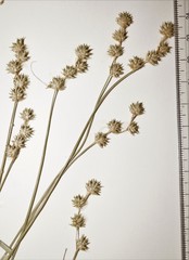 Carex echinodes