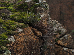 Paragymnopteris marantae