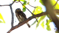 Glaucidium sanchezi