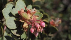 Arctostaphylos pringlei drupacea