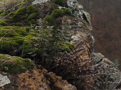 Paragymnopteris marantae