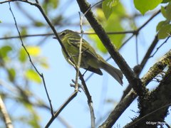 Phyllomyias virescens