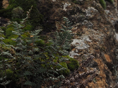 Paragymnopteris marantae