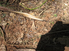 Labidus