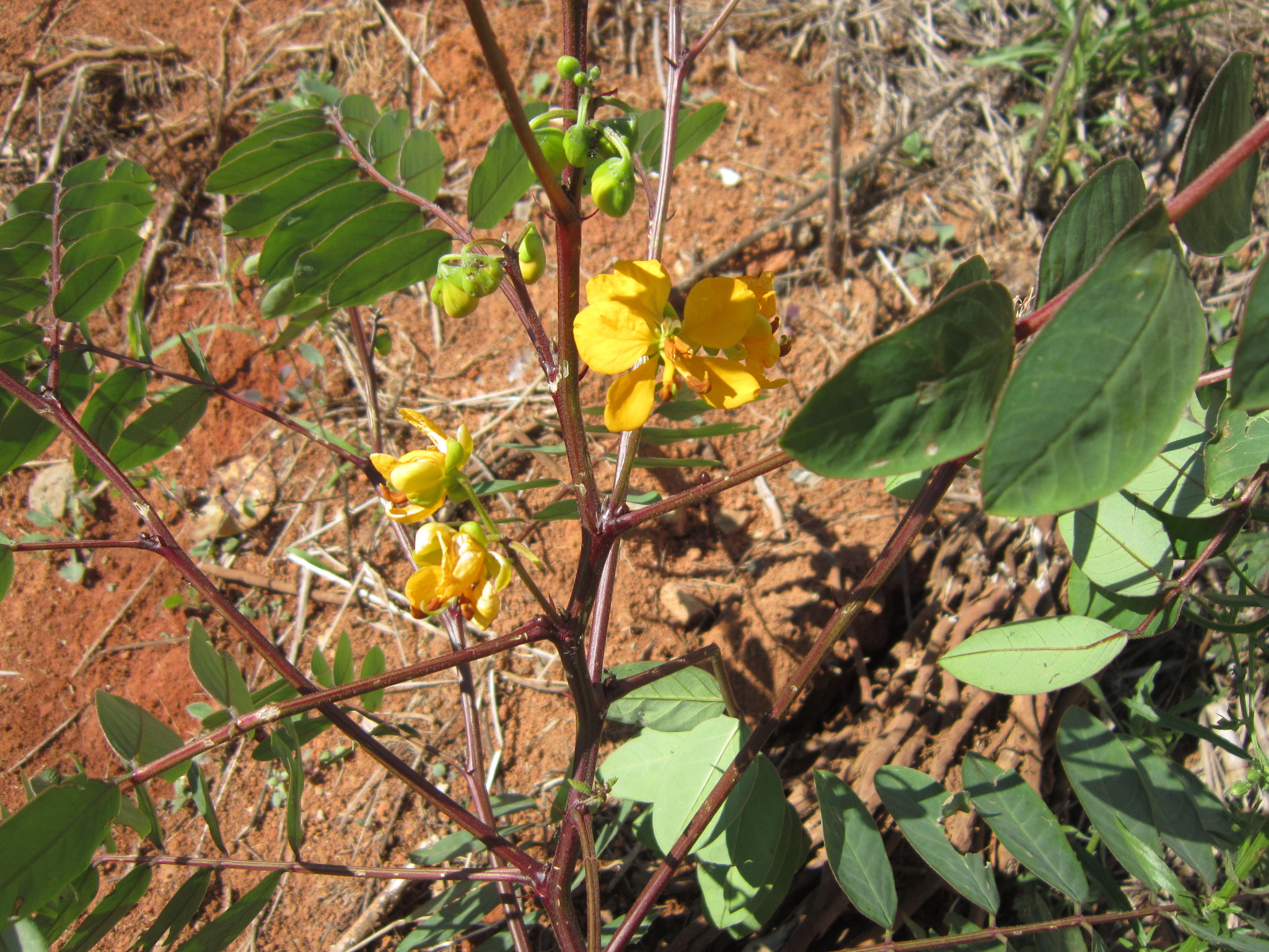Senna occidentalis