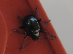 Typophorus