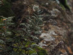 Paragymnopteris marantae