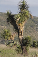 Yucca decipiens