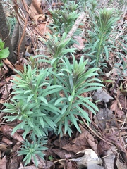 Linaria vulgaris