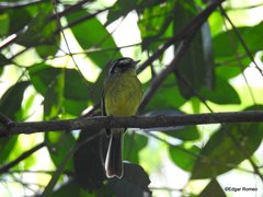 Pogonotriccus eximius