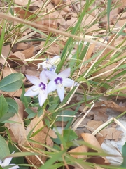 Campanula versicolor