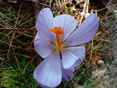 Crocus serotinus
