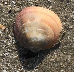 Glycymeris nummaria