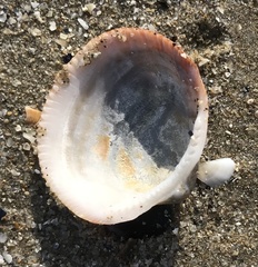 Glycymeris nummaria