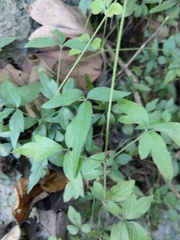 Clematis formosana